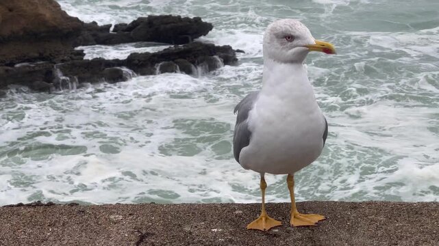 PRIMER PLANO DE GAVIOTA CON OLEAJE AL FONDO