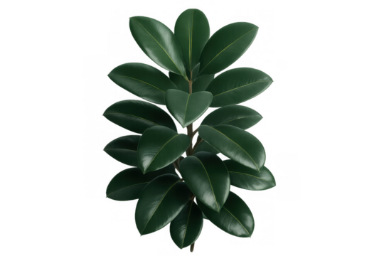 Rubber plant with glossy green leaves, a popular houseplant for home and office decor, isolated on transparent background