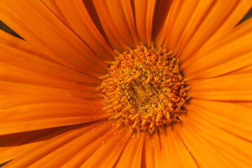 An orange flower, detail of gerbera.