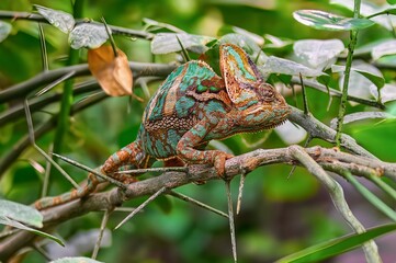 Colorful Chameleon on Branch in Natural Green Habitat