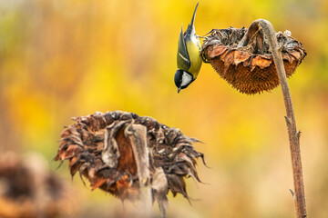 Sikora bogatka wyjadająca słonecznik z uprawy polowej. Ptaki korzystające z ludzkich upraw rolniczych.  © MatB