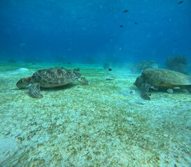 Obraz premium Two Sea Turtles Swimming Underwater with Coral Reef