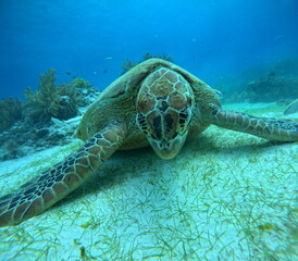Obraz premium A close-up underwater photo of a green sea turtle resting on the sandy seafloor near coral reefs. Captured while scuba diving, showcasing marine life and ocean wildlife.