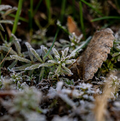 Delicate green plants covered in frost blend with dry leaves and grasses, capturing the serene beauty of an early morning in nature. The sunlight gently illuminates the landscape.