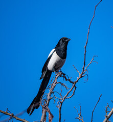 Fototapeta premium A magpie perched on the top of a thin dry branch against a bright blue sky. The bird’s contrasting black-and-white feathers and long tail are clearly visible. A calm moment of wildlife.