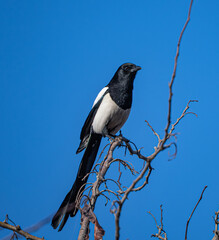 A magpie perched on the top of a thin dry branch against a bright blue sky. The bird’s contrasting black-and-white feathers and long tail are clearly visible. A calm moment of wildlife.