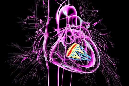 Mitral valve, 3D illustration showing the heart with the mitral valve highlighted to demonstrate its anatomical position.