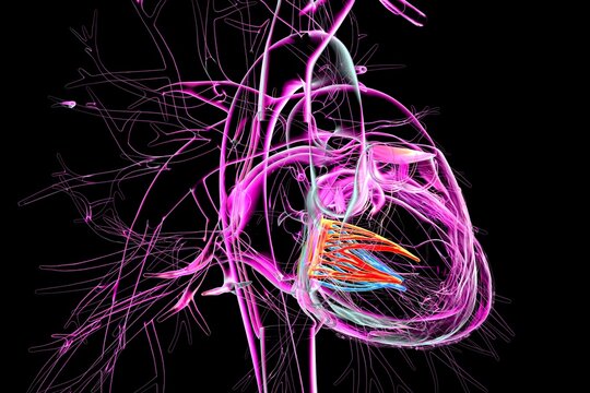 Mitral valve, 3D illustration showing the heart with the mitral valve highlighted to demonstrate its anatomical position.