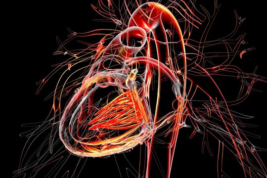 Mitral valve, 3D illustration showing the heart with the mitral valve highlighted to demonstrate its anatomical position.