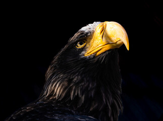 A close-up portrait of Haliaeetus pelagicus against a dark background. Detailed feathers and sharp expression create a dramatic and striking wildlife image.