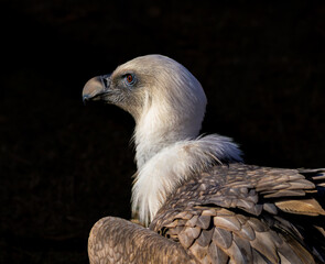 A profile portrait of a large Eurasian griffon with a powerful hooked beak and pale neck plumage against a dark background. Detailed feathers and an intense gaze highlight the strength and beauty of w