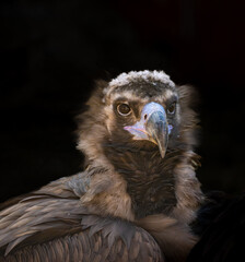 Close-up of a majestic vulture exhibiting sharp features and striking colors. The bird stands against a dark background, highlighting its impressive plumage and focused gaze.