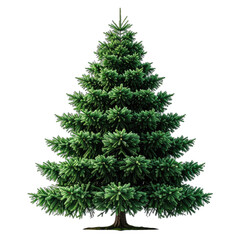 Fototapeta premium A vividly green, dense evergreen tree isolated against a black background.