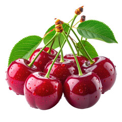 Group of shiny, red cherries with green leaves on a transparent background