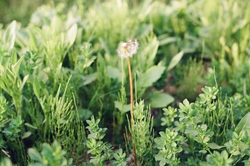 Fototapeta premium Dandelion Seed Head in Spring Field – Film Photography