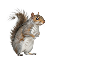 Gray squirrel with rich fur and bushy tail stands alertly, paw lifted, against a transparent studio background, concept of alertness, focus, and agility