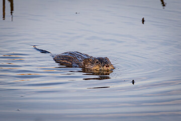 Beaver swims on the river