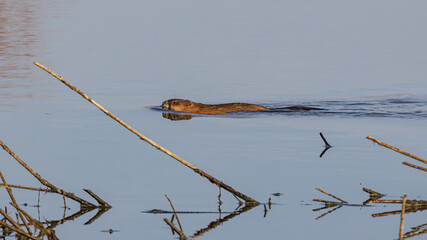 Beaver swims on the river