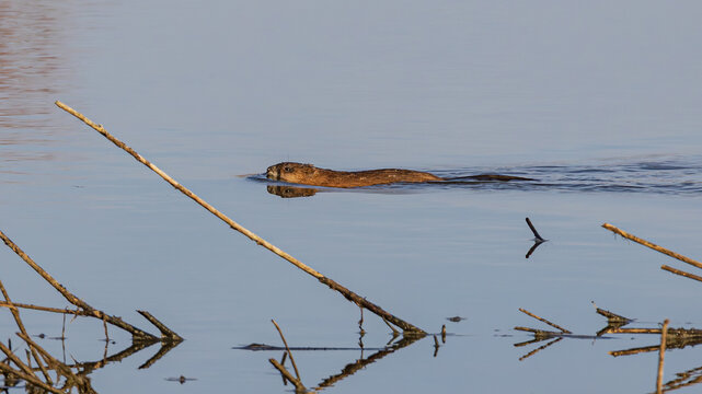 Beaver swims on the river - Powered by Adobe
