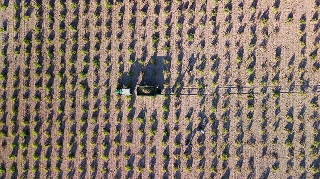 VENDIMIADORES TRABAJANDO