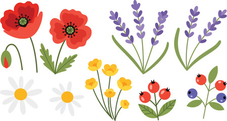 Wild meadow flower set in bright flat vector illustration style, suitable for nature graphics, patterns, and spring design