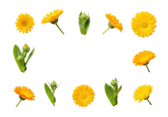 Pristine yellow calendula flowers with orange centers, green leaves, and buds, flat lay on a transparent studio background with copy space, concept of natural healing