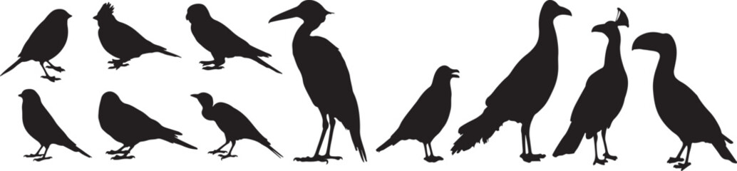 Collection of diverse vector birds in various poses, flying and perching, suitable for nature designs
