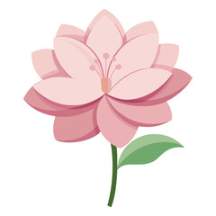 Isolated pink rose flower blossom with leaf, vector illustration design, spring nature beauty, and floral love greeting card art