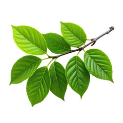 Branch with lush green leaves on dark backdrop, intricate details