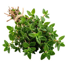 Thyme bunch Fresh green herb bundle tied with twine, aromatic, culinary