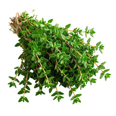 Fresh thyme bundle tied together; vibrant green leaves and stems visible