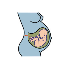 Illustration of Pregnant Human Body Showing Fetus Development Inside Womb with Umbilical Cord Attached Simplified Medical Diagram