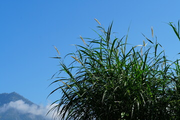 Green grass with blue sky background view in Jatiluwih Rice Field Terrace. Bali, Indonesia, Tabanan, 3 July 2025