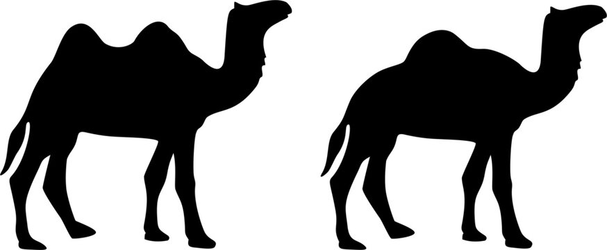 Camel Silhouette Illustration