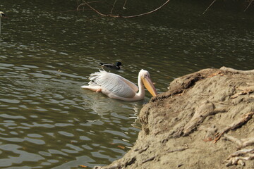 White Pelican Swimming on a Lake in Nature