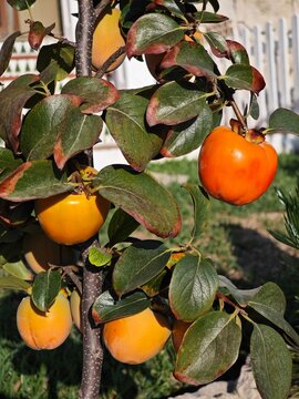 &aacute;rbol con frutos de caqui