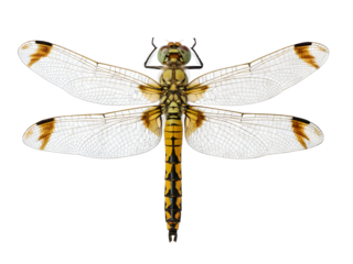 Dragonfly with delicate white wings and striking yellow and black body isolated on transparent background