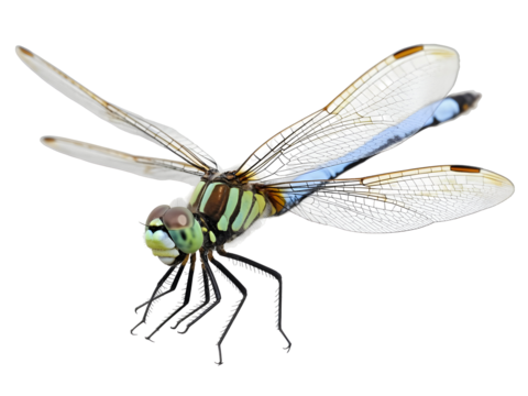 Detailed close-up of a colorful dragonfly with translucent wings and intricate body patterns isolated on transparent background