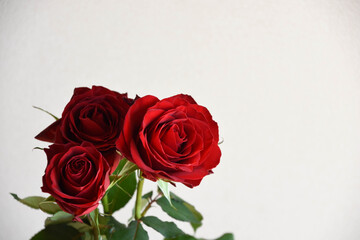 Fototapeta premium 赤い薔薇