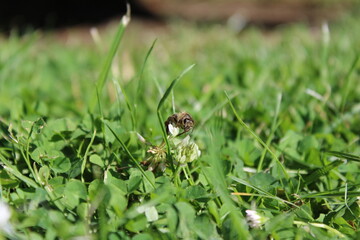 Hummel 2