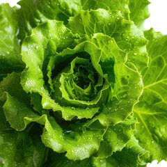 Fresh green head of lettuce with water droplets on its ruffled leaves