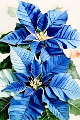 Two red poinsettia plants isolated on transparent background 