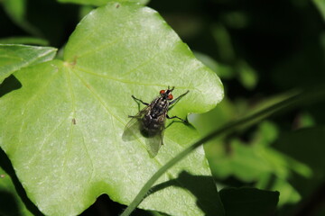 Fliege