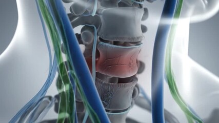 3D rendered human spinal cord vertebrae with red inflamed area, veins and nerves visible