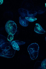 jellyfish in blue