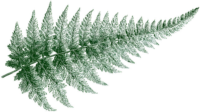 Intricate fern fractal isolated on transparent background