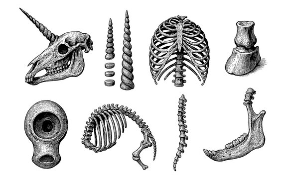 Vintage engraved mythical and anatomical bone collection