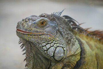 Green Iguana face close up, Green Iguana skin texture macro, Green Iguana wildlife portrait