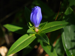 オヤマリンドウ