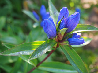 オヤマリンドウ